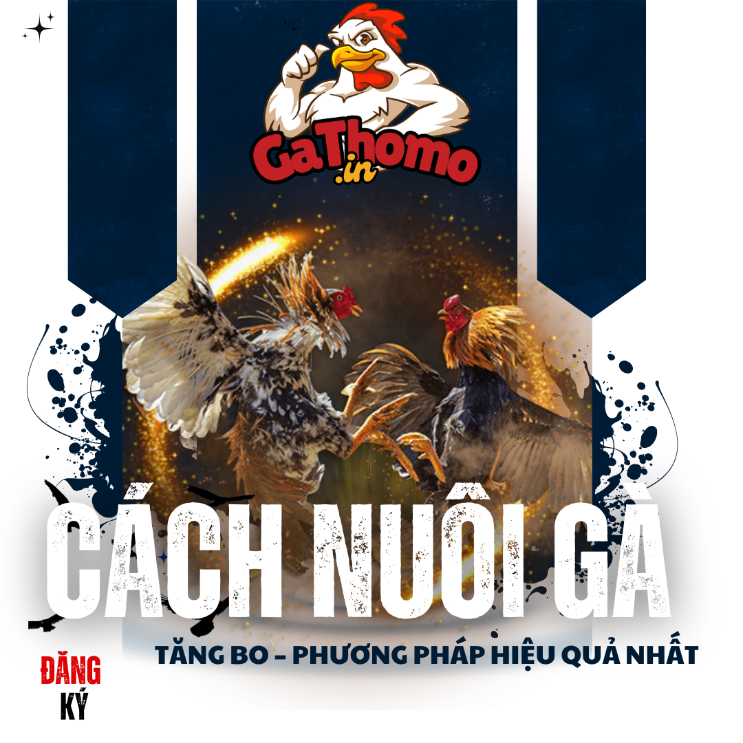 ga thomo chia sẻ cách nuôi gà tăng bo