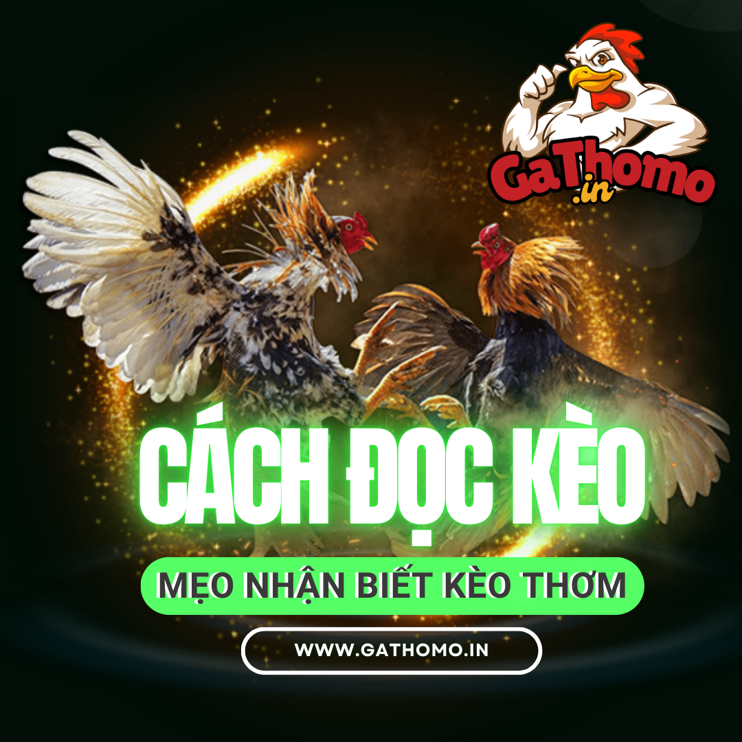 Cách Đọc Kèo Gà Thomo Và Cách Nhận Biết Kèo Thơm 2025